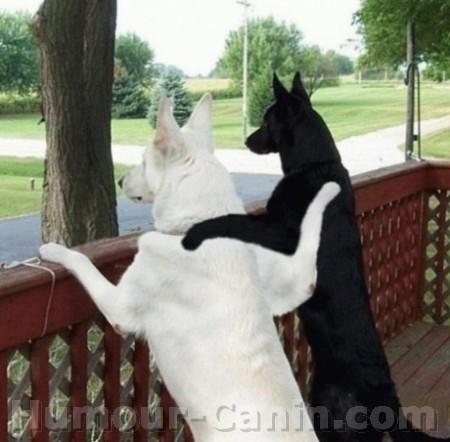 chien